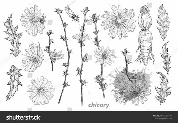 Цикорий силуэт