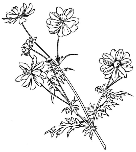 Бархатцы для раскрашивания