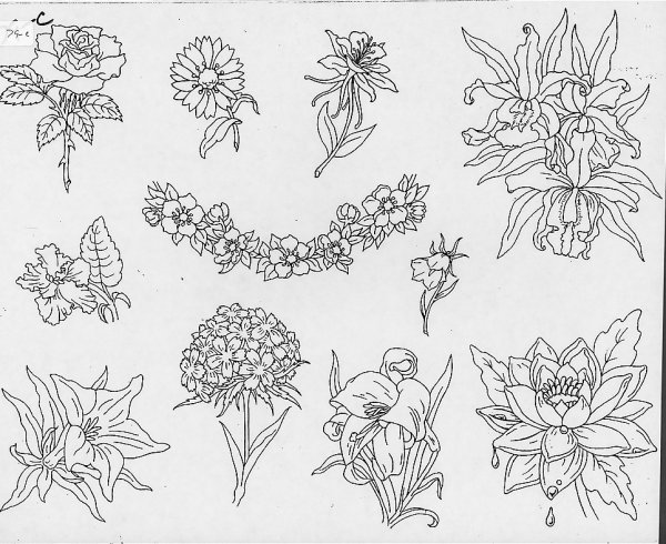 Эскизы растений