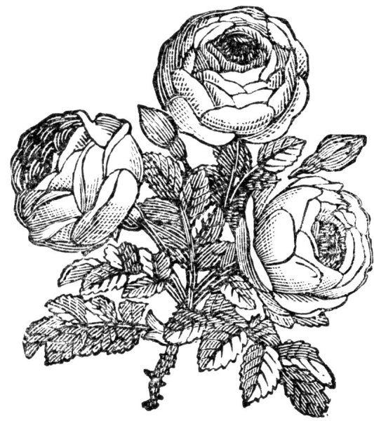 Раскраски цветов