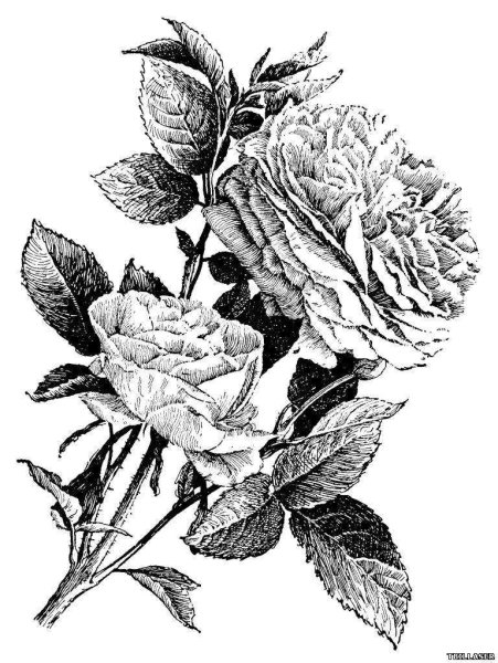 Роза черно белая