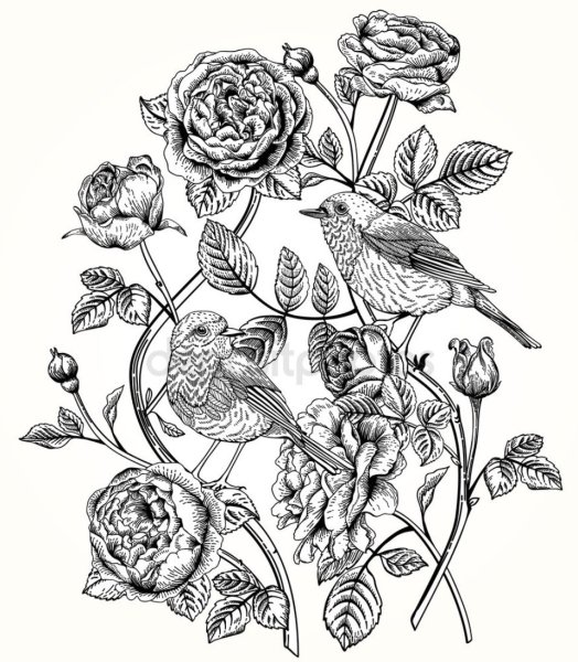 Розовые кусты Графика