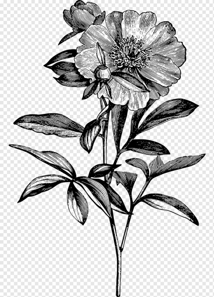 Строфант комбе