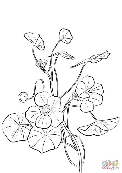 Настурция раскраска