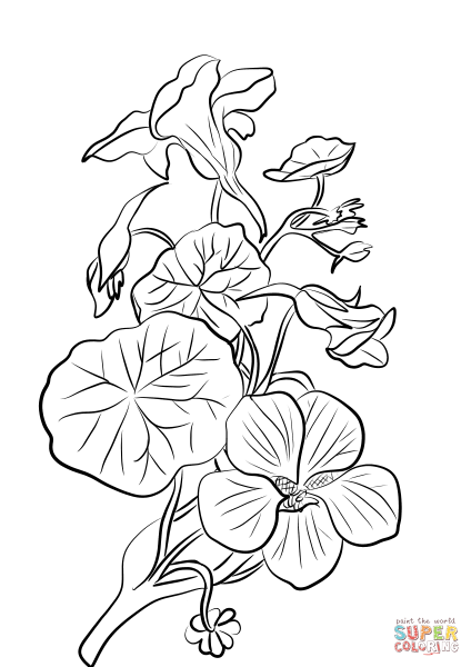 Настурция раскраска