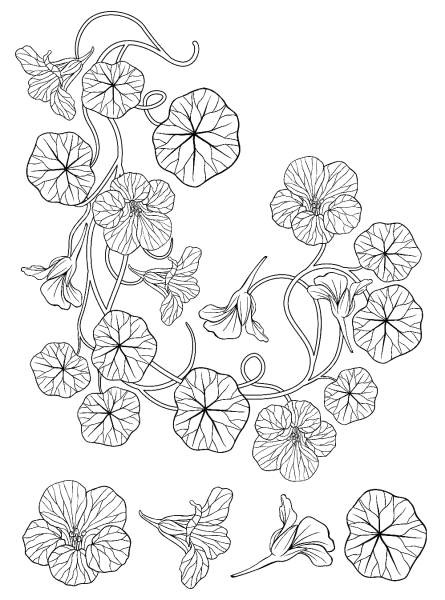 Цветы настурция эскиз