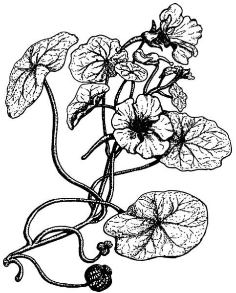 Раскраска цветка настурция