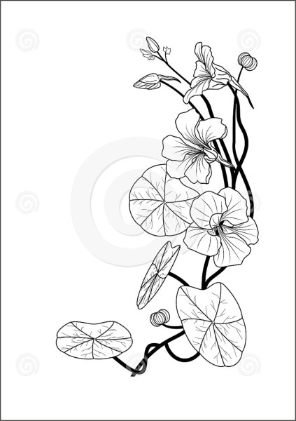Раскраски цветов настурции