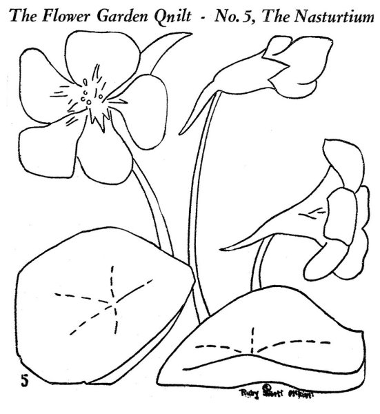 Раскраска цветка настурция