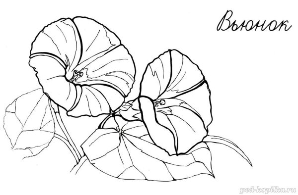 Цветы раскраски Вьюнки