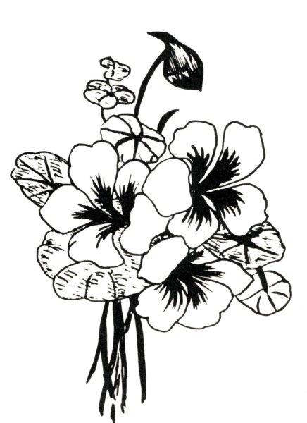 Цветы для выжигания по дереву