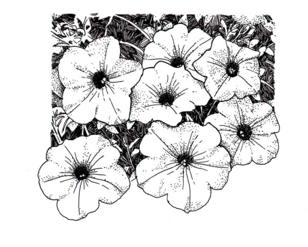 Петуния Тайдал Вэйв Сильвер»