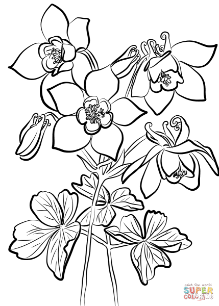 Фиалка раскраска