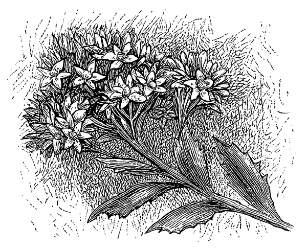 Цветы иллюстрация