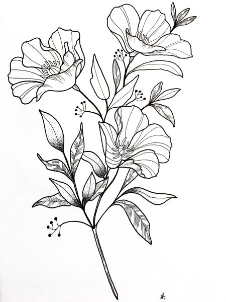 Рисунки цветов