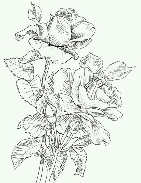 Цветы скетч