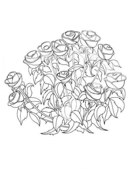 Куст розы для раскрашивания