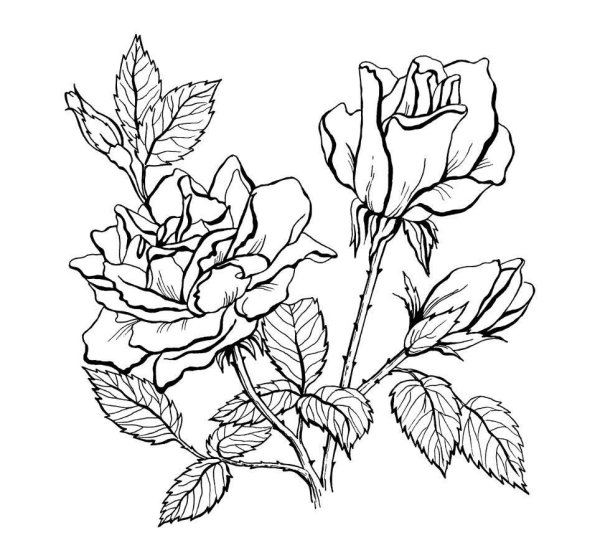 Раскраска роза цветок