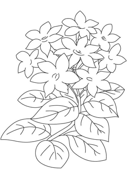 Жасмин цветок разукрашка