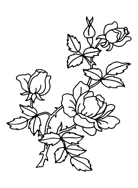 Куст розы раскраска