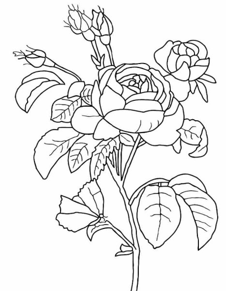 Цветы раскраска для детей