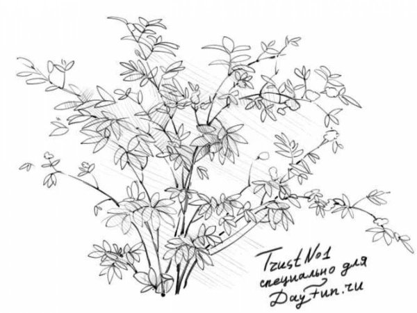 Кустарник рисунок карандашом