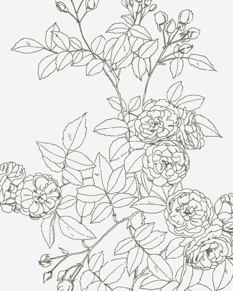 Куст розы карандашом