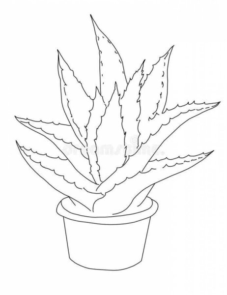 Алоэ Вера раскраска