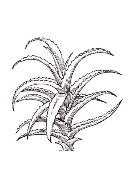Алоэ столетник раскраска