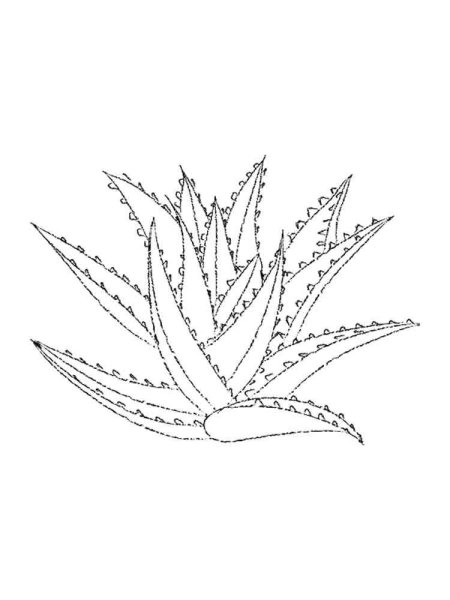 Алоэ остистое