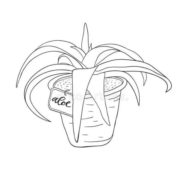 Раскраска комнатные растения алоэ