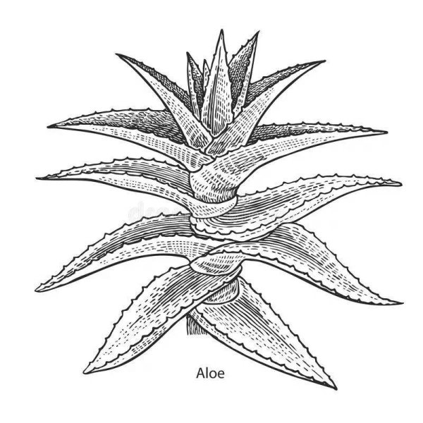 Алоэ контур