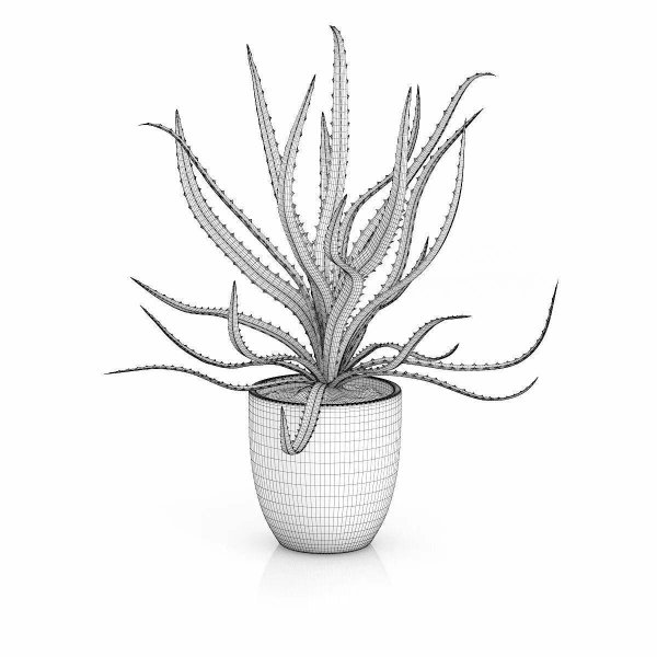 Раскраска комнатные растения алоэ