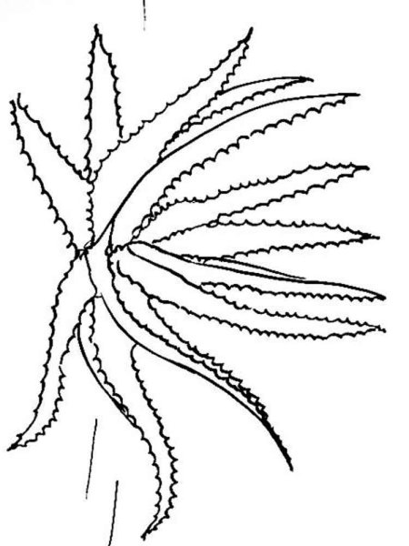 Алоэ раскраска