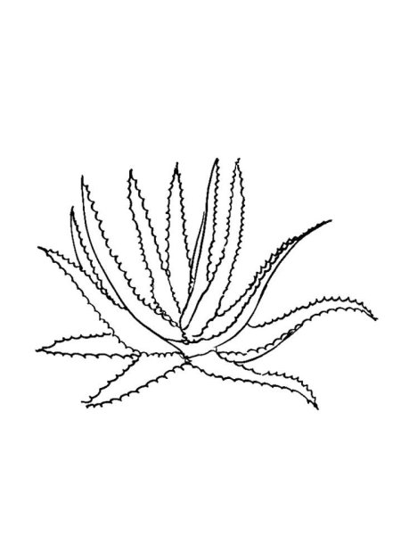 Алоэ раскраска