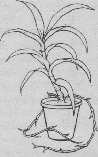 Алоэ раскраска для детей