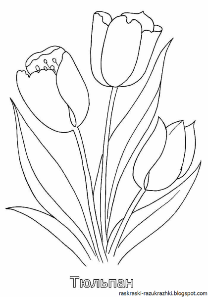 Тюльпан Шренка раскраска