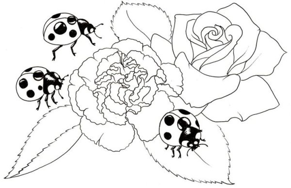 Раскраска Божья коровка на траве