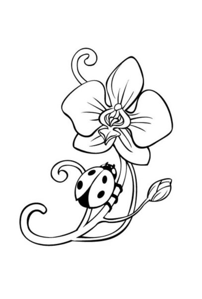 Орхидеи для выжигания