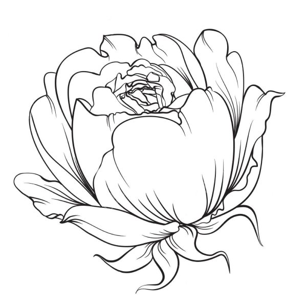 Розы пионы вектор чб