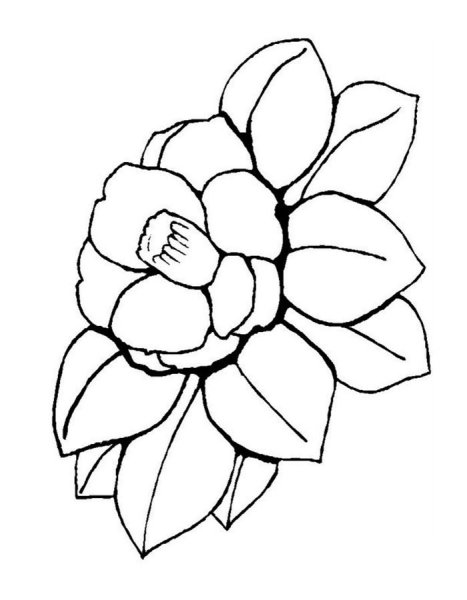 Бутоны цветов раскраска