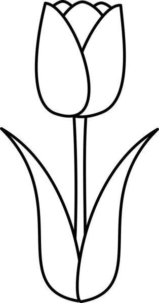 Тюльпан рисунок карандашом