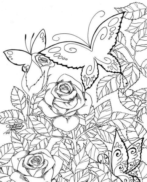 Цветы и бабочки. Раскраска