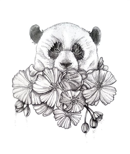 Панда эскиз карандашом