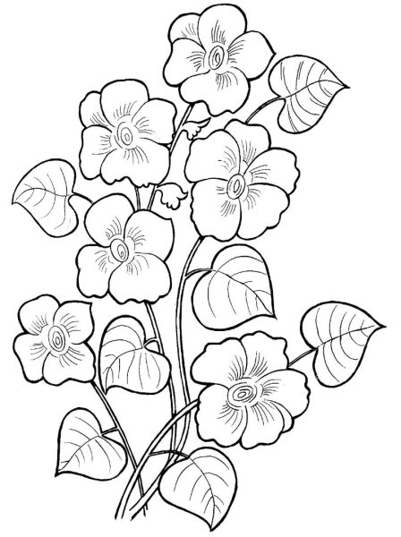 Цветы. Раскраска