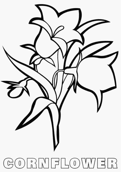 Раскраска колокольчик цветок