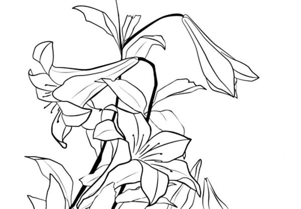 Лилии раскраска