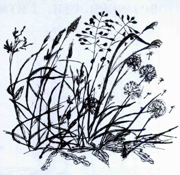 Зарисовки трав