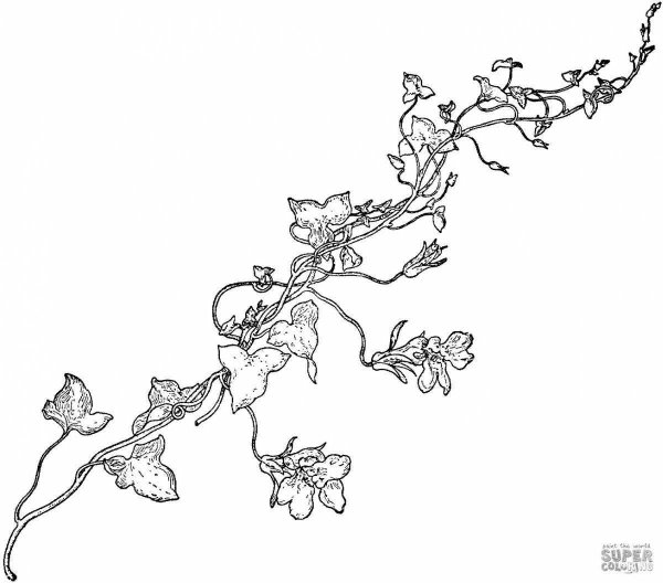 Вьющиеся цветы