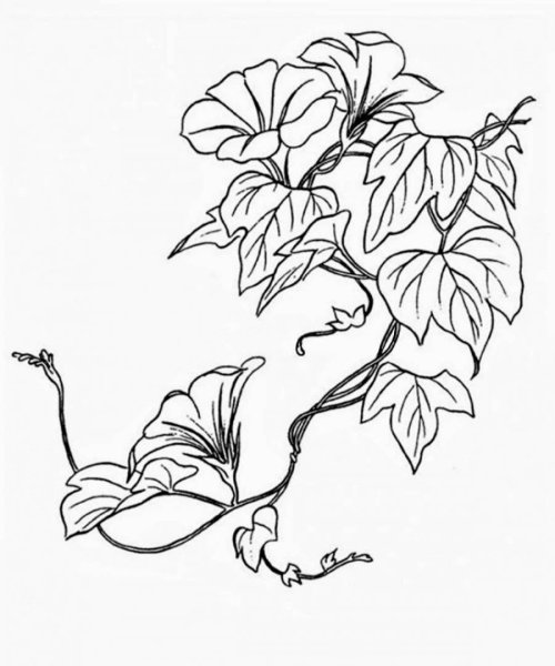 Вьющиеся цветы Графика